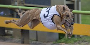 Greyhound Racing Tips from Experts