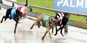 Greyhound Racing