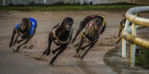 Greyhound Racing